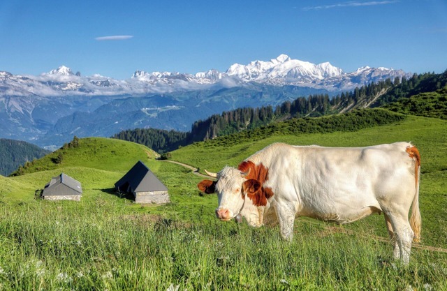 ⛰🌱 Cozy Studio in Praz-de-Lys – Mont Blanc View and Private Pool 🌞