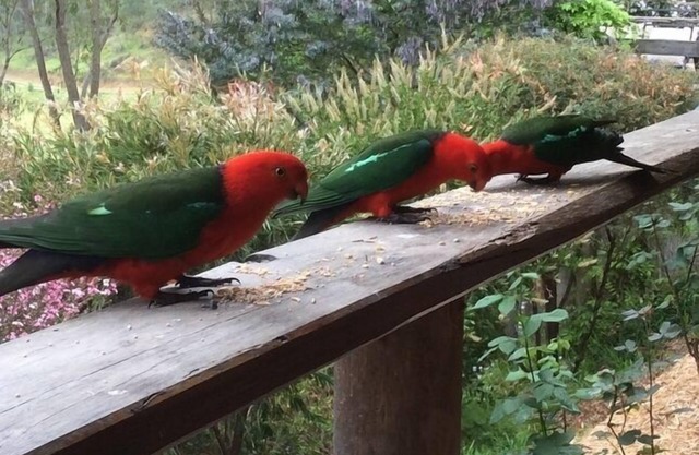 Cranky Rock Cottage - hunter valley paradise