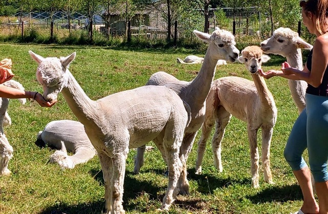 Dartmoor Double Decker bus on an Alpaca Farm sleeps 8
