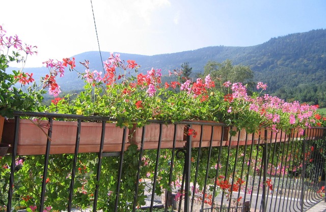 discover the Floralies in the heart of Val de Villé