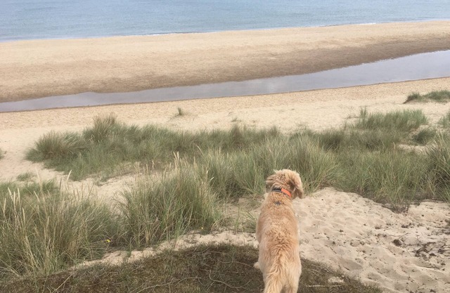 Dog friendly cottage moments from beautiful Winterton beach