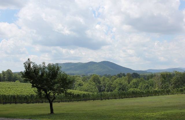 Dog Friendly Vacation House/Cabin at a Winery & Vineyard !