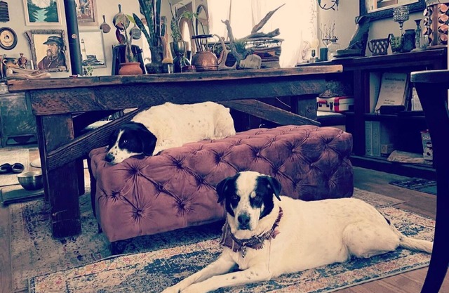 Dog Heaven/Unique mountain home for artists, creators or tech start ups.