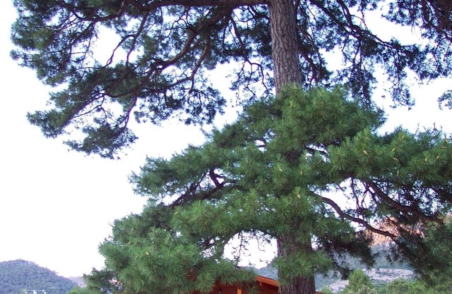 El Llano de los Conejos Cabins - Cabin 9