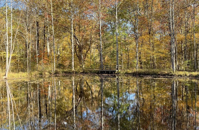 Enjoy woods and wildlife just 5 minutes from Sperryville food and fun!