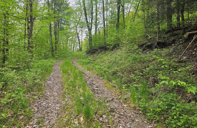 Family and pet friendly campsite.nCamp by a brook in a serene mountain setting