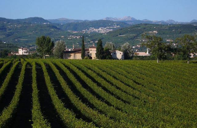 Family fun in the vineyards of Valpolicella