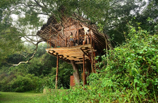 Family Tree House in the Jungle Close to Sigiriya