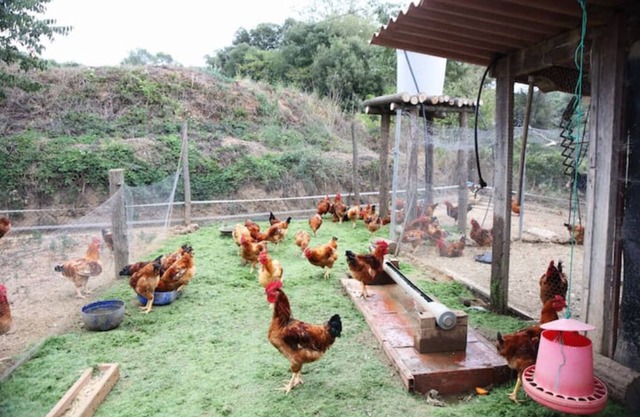 Farmhouse 10th Century nearby Barcelona for 12 people with pool and garden