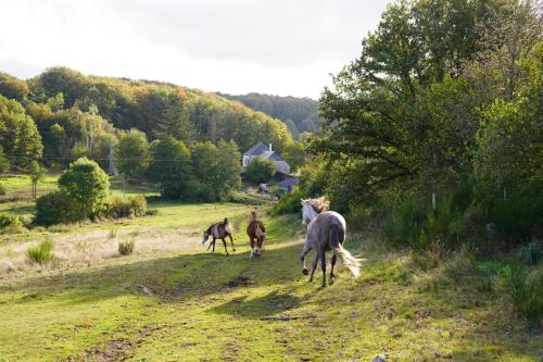Ferme Équestre Equi'Cantal