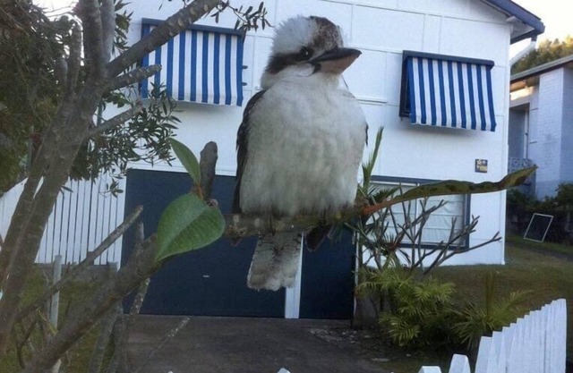 Finns beach house Wooli. We are pet friendly.