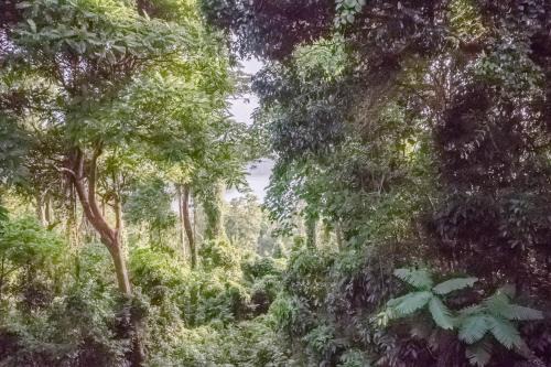 FOREST and OCEAN Nest with Self-Service Breakfast - AC, Monkeys, Pet Friendly with a Fee