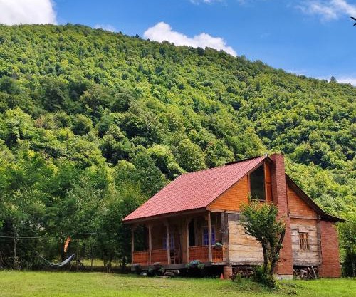 Forest Dream ტყის სიზმარი