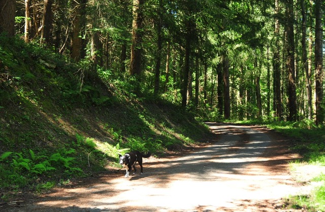 French Pyrenees 4bed 2 family home, national park.