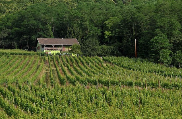 Gîte du Weinbaum in Bergheim