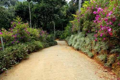 Garden of Eden-Thottam Munnar-Hiking and camping