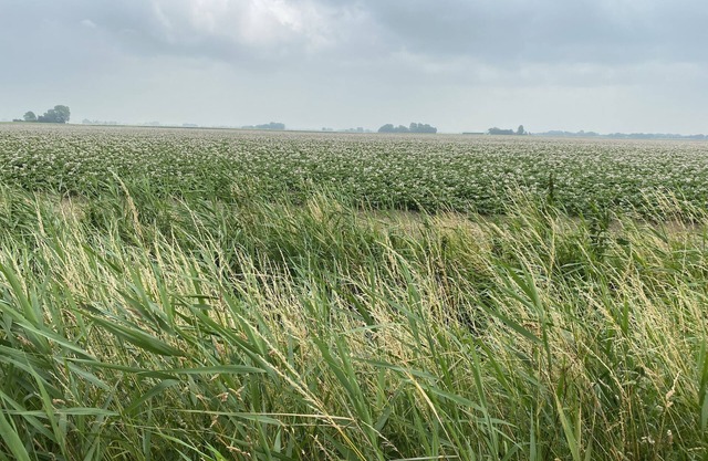 Gemütliches Woonboot in Einer Herrlichen Landschaft in der Region Groningen