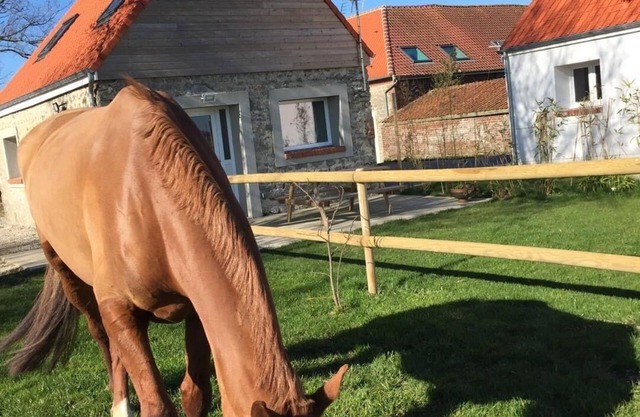 Gîte "Majesty" 4-5 people - Equestrian gite - near sea and forest