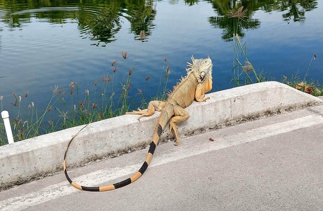 Grand Luxxe Residence Three Bedroom Loft at Nuevo Vallarta