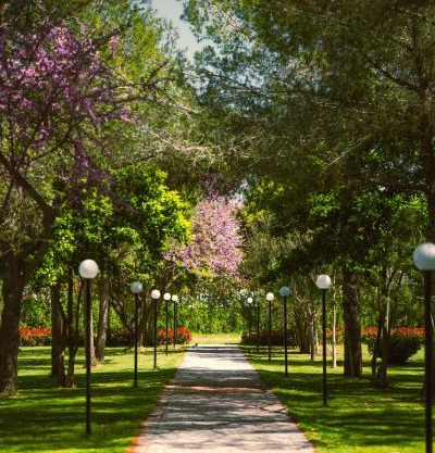 Green Park Divjake