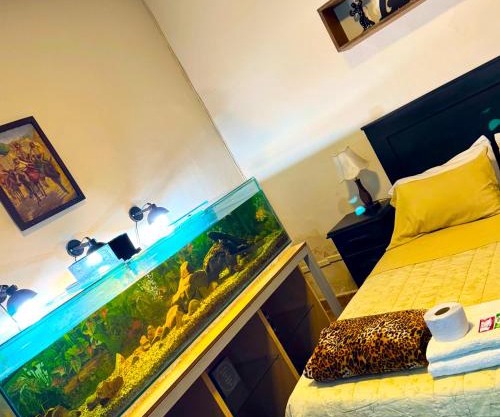 habitación relax, hermosos peces y plantas