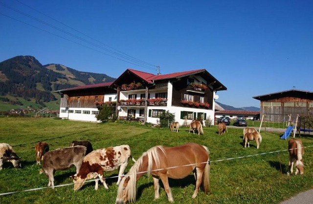 Haflinger Hof
