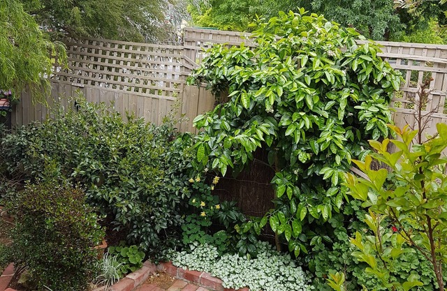 Healesville House - Fig Tree House