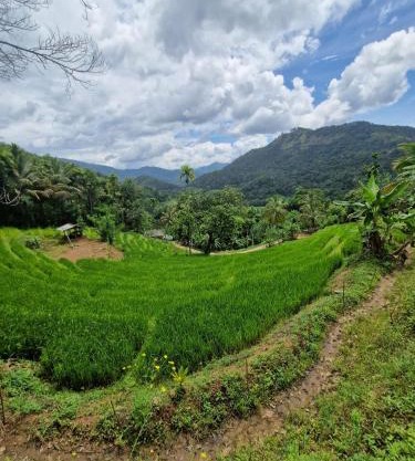 Heeloya mount view garden