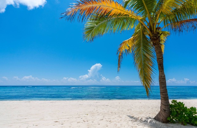 Hits the Spotts: Your Tranquil Island Retreat