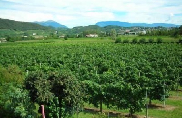 Holiday apartment Pieve di Soligo for 1 - 4 persons with 2 bedrooms - Holiday house
