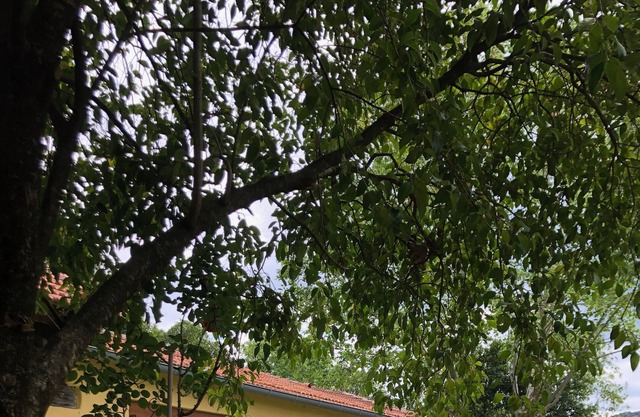 Holiday rental in Cevennes