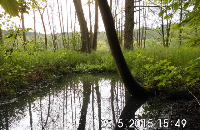 Holidays in wooded and water-rich surroundings - far away from stress and hectic
