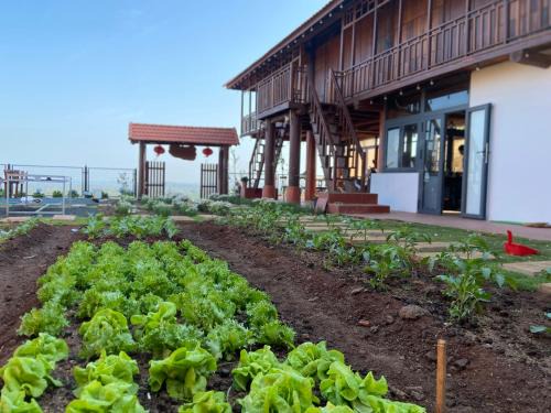 Homestay Lưng Đồi