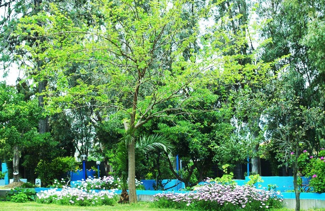 Hotel Corallo