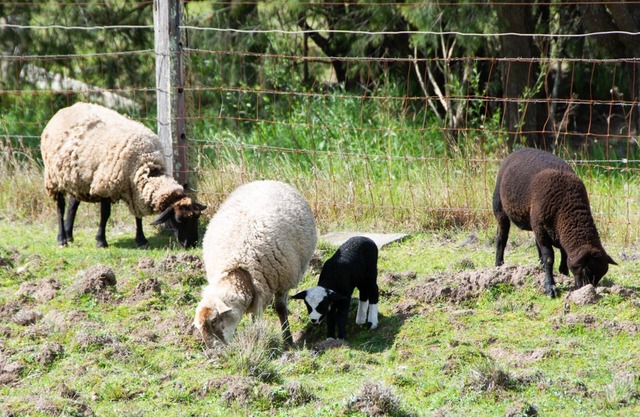 Hunter Valley Luxury Farm Stay with Stunning Mountain Vistas