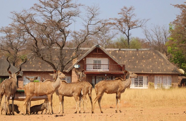 Kudumela Bush Lodge