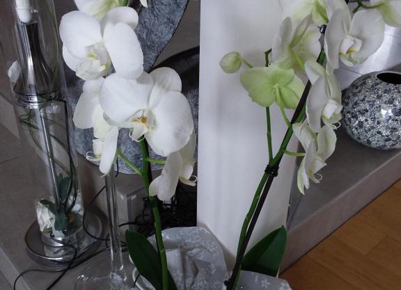 L'Orchidée