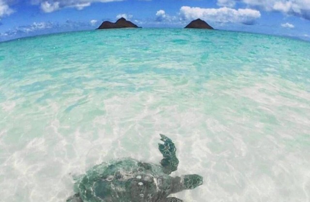 La Bella’s Bed & Breakfast-Honu (Turtle) Suite-Walk to beach-In Kailua (O’ahu)
