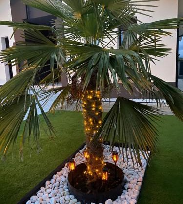 La Palmera del Sotillo