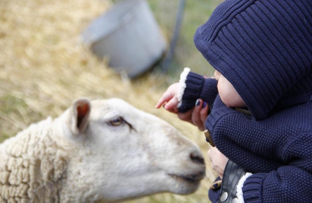 La Petite Ferme des Vitoz