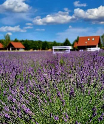 Lawendowy Zakątek Machowino- Domek Blue Scent