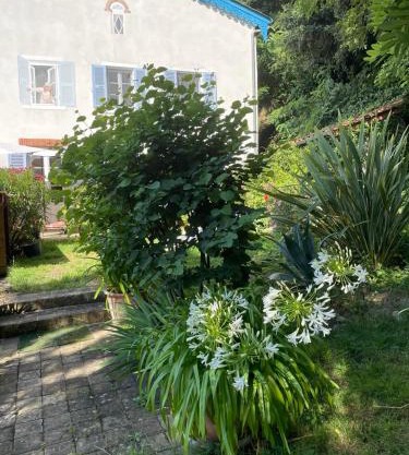 Les Agapanthes