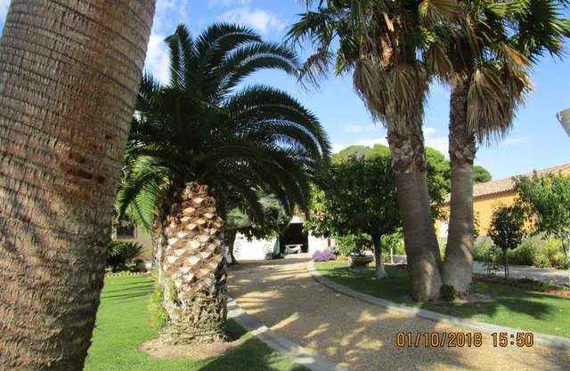 les palmiers