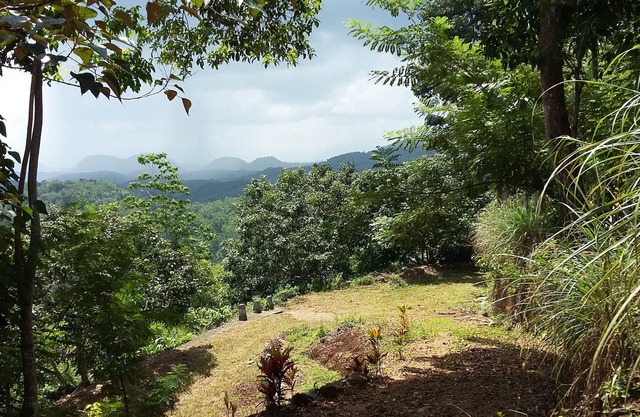 LIVE IN A TEA ESTATE : QUIET : GREEN : FOREST AT HIGH ELEVATION : SPLENDID VIEWS