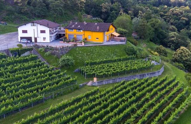 Loft Scarpa surrounded by greenery