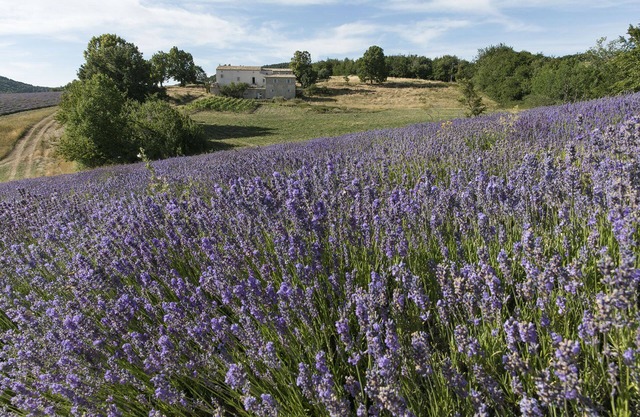 Luxurious Bastide amid lavender fields