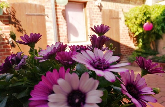 Lychen-Daheim, Studio im Herzen von Lychen