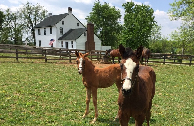 "Merrywell" A Horse Lovers Haven.