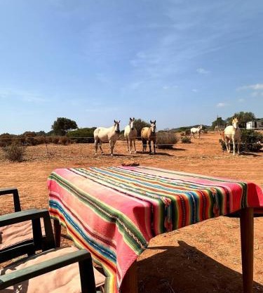 Michas caravan for 2 See the herd of horses from your bed