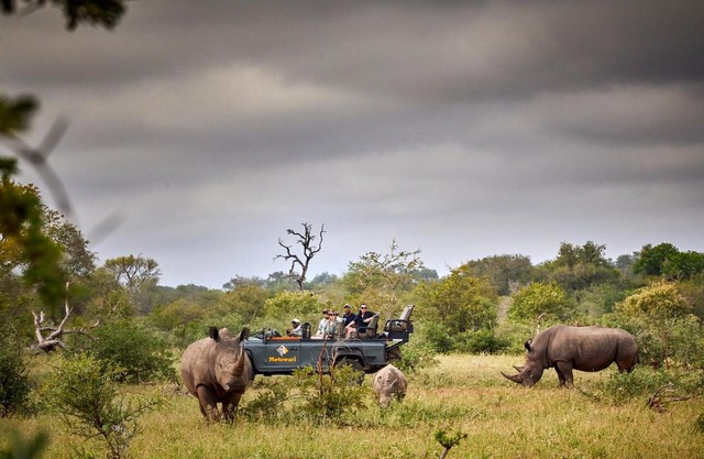 Motswari Private Game Reserve by NEWMARK